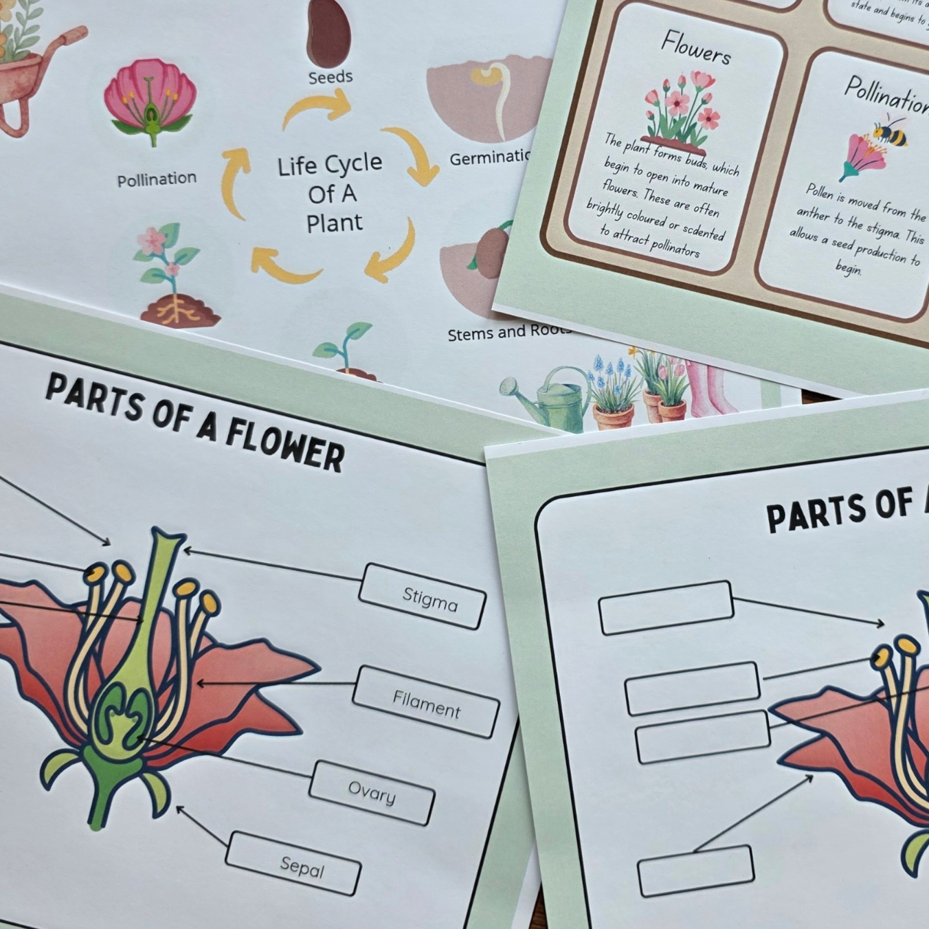 Growing A Flower Magic Mini Kit